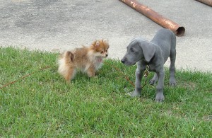 Puppies